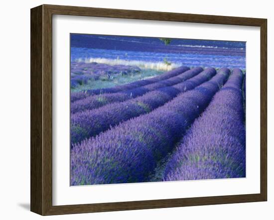 Field of Lavander Flowers Ready for Harvest, Sault, Provence, France, June 2004-Inaki Relanzon-Framed Photographic Print