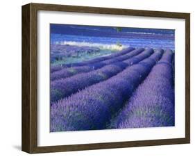 Field of Lavander Flowers Ready for Harvest, Sault, Provence, France, June 2004-Inaki Relanzon-Framed Photographic Print