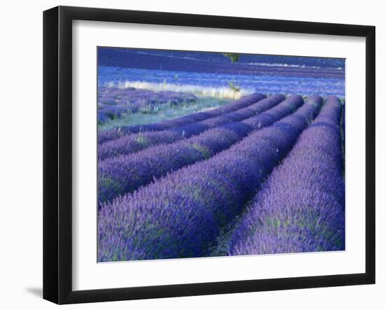 Field of Lavander Flowers Ready for Harvest, Sault, Provence, France, June 2004-Inaki Relanzon-Framed Photographic Print