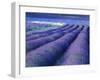 Field of Lavander Flowers Ready for Harvest, Sault, Provence, France, June 2004-Inaki Relanzon-Framed Photographic Print