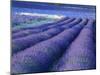 Field of Lavander Flowers Ready for Harvest, Sault, Provence, France, June 2004-Inaki Relanzon-Mounted Photographic Print