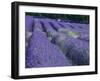 Field of Lavander Flowers Ready for Harvest, Sault, Provence, France, June 2004-Inaki Relanzon-Framed Photographic Print