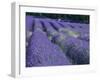 Field of Lavander Flowers Ready for Harvest, Sault, Provence, France, June 2004-Inaki Relanzon-Framed Photographic Print