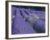 Field of Lavander Flowers Ready for Harvest, Sault, Provence, France, June 2004-Inaki Relanzon-Framed Photographic Print