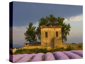 Field of Lavender and Abandoned Structure near the Village of Sault, Provence, France-Jim Zuckerman-Stretched Canvas