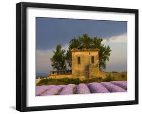 Field of Lavender and Abandoned Structure near the Village of Sault, Provence, France-Jim Zuckerman-Framed Photographic Print