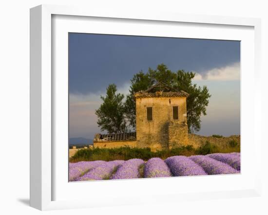Field of Lavender and Abandoned Structure near the Village of Sault, Provence, France-Jim Zuckerman-Framed Photographic Print