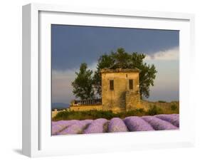 Field of Lavender and Abandoned Structure near the Village of Sault, Provence, France-Jim Zuckerman-Framed Photographic Print