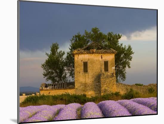 Field of Lavender and Abandoned Structure near the Village of Sault, Provence, France-Jim Zuckerman-Mounted Photographic Print