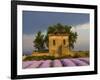 Field of Lavender and Abandoned Structure near the Village of Sault, Provence, France-Jim Zuckerman-Framed Photographic Print