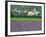 Field of Lavender and Village of Montclus Behind, Gard, Languedoc-Roussillon, France, Europe-Tomlinson Ruth-Framed Photographic Print