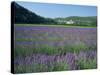 Field of Lavender and Village of Montclus in Distance, Gard, Languedoc-Roussillon, France, Europe-Tomlinson Ruth-Stretched Canvas