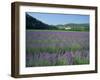 Field of Lavender and Village of Montclus in Distance, Gard, Languedoc-Roussillon, France, Europe-Tomlinson Ruth-Framed Photographic Print