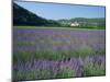 Field of Lavender and Village of Montclus in Distance, Gard, Languedoc-Roussillon, France, Europe-Tomlinson Ruth-Mounted Photographic Print