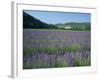 Field of Lavender and Village of Montclus in Distance, Gard, Languedoc-Roussillon, France, Europe-Tomlinson Ruth-Framed Photographic Print