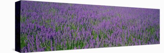 Field of Lavender, Hokkaido, Japan-null-Stretched Canvas