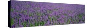 Field of Lavender, Hokkaido, Japan-null-Stretched Canvas