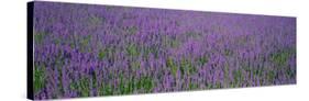 Field of Lavender, Hokkaido, Japan-null-Stretched Canvas