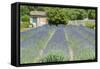 Field of lavender, St. Paul de Mausole, St. Remy, Provence, France-Jim Engelbrecht-Framed Stretched Canvas