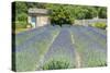 Field of lavender, St. Paul de Mausole, St. Remy, Provence, France-Jim Engelbrecht-Stretched Canvas