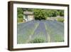 Field of lavender, St. Paul de Mausole, St. Remy, Provence, France-Jim Engelbrecht-Framed Photographic Print