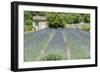 Field of lavender, St. Paul de Mausole, St. Remy, Provence, France-Jim Engelbrecht-Framed Photographic Print