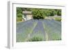 Field of lavender, St. Paul de Mausole, St. Remy, Provence, France-Jim Engelbrecht-Framed Photographic Print