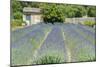 Field of lavender, St. Paul de Mausole, St. Remy, Provence, France-Jim Engelbrecht-Mounted Photographic Print