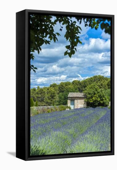 Field of lavender, St. Paul de Mausole, St. Remy, Provence, France-Lisa S. Engelbrecht-Framed Stretched Canvas