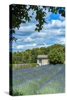 Field of lavender, St. Paul de Mausole, St. Remy, Provence, France-Lisa S. Engelbrecht-Stretched Canvas