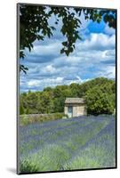 Field of lavender, St. Paul de Mausole, St. Remy, Provence, France-Lisa S. Engelbrecht-Mounted Photographic Print