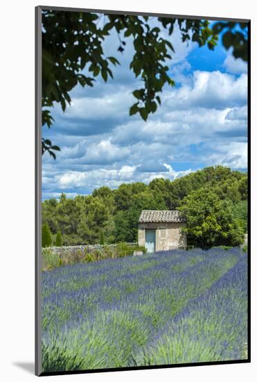 Field of lavender, St. Paul de Mausole, St. Remy, Provence, France-Lisa S. Engelbrecht-Mounted Photographic Print