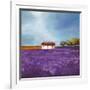 Field of Lavender-Philip Bloom-Framed Art Print