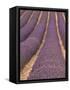 Field of Lavender-Owen Franken-Framed Stretched Canvas