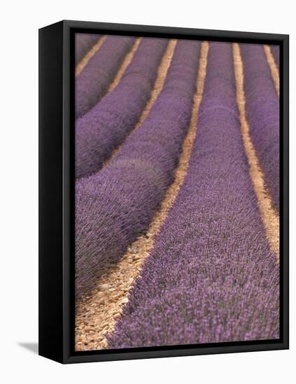 Field of Lavender-Owen Franken-Framed Stretched Canvas