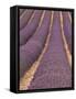 Field of Lavender-Owen Franken-Framed Stretched Canvas