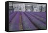 Field of Lavender-David Nunuk-Framed Stretched Canvas