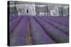 Field of Lavender-David Nunuk-Stretched Canvas