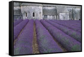 Field of Lavender-David Nunuk-Framed Stretched Canvas