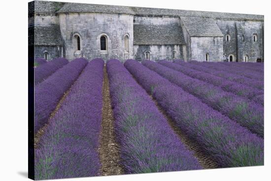 Field of Lavender-David Nunuk-Stretched Canvas