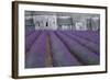 Field of Lavender-David Nunuk-Framed Premium Photographic Print