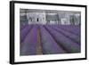 Field of Lavender-David Nunuk-Framed Premium Photographic Print