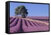 Field of Lavender-David Nunuk-Framed Stretched Canvas