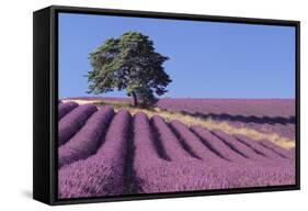 Field of Lavender-David Nunuk-Framed Stretched Canvas