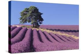 Field of Lavender-David Nunuk-Stretched Canvas