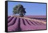 Field of Lavender-David Nunuk-Framed Stretched Canvas