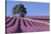 Field of Lavender-David Nunuk-Stretched Canvas