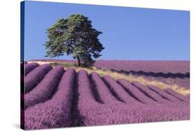 Field of Lavender-David Nunuk-Stretched Canvas