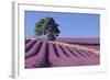 Field of Lavender-David Nunuk-Framed Premium Photographic Print