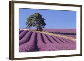 Field of Lavender-David Nunuk-Framed Premium Photographic Print